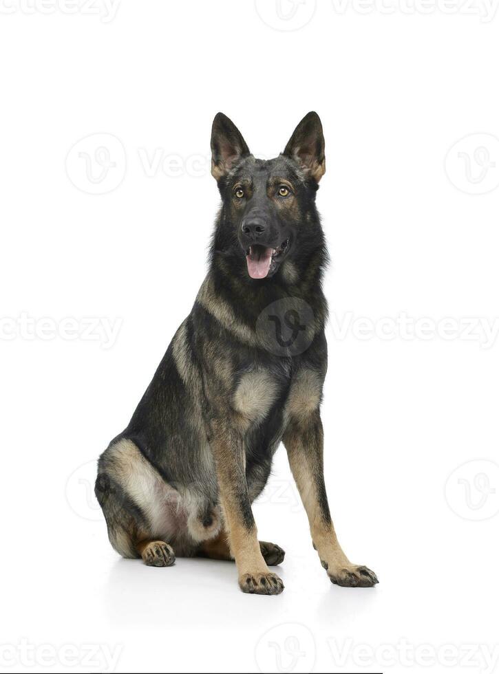 Studio shot of an adorable German Shepherd dog sitting and looking curiously at the camera photo
