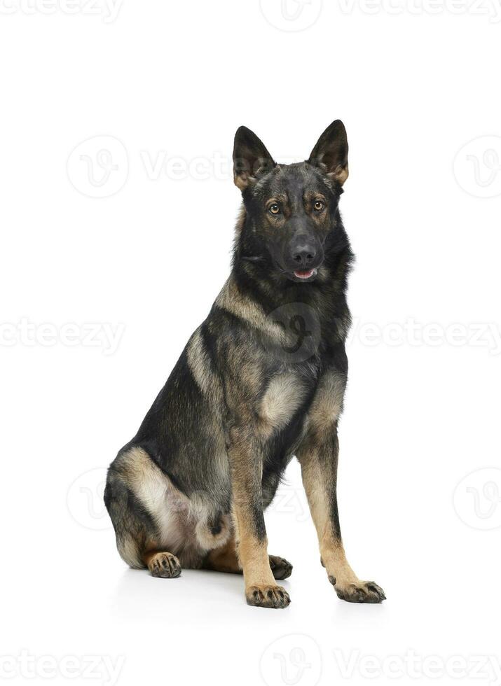 Studio shot of an adorable German Shepherd dog sitting and looking curiously at the camera photo