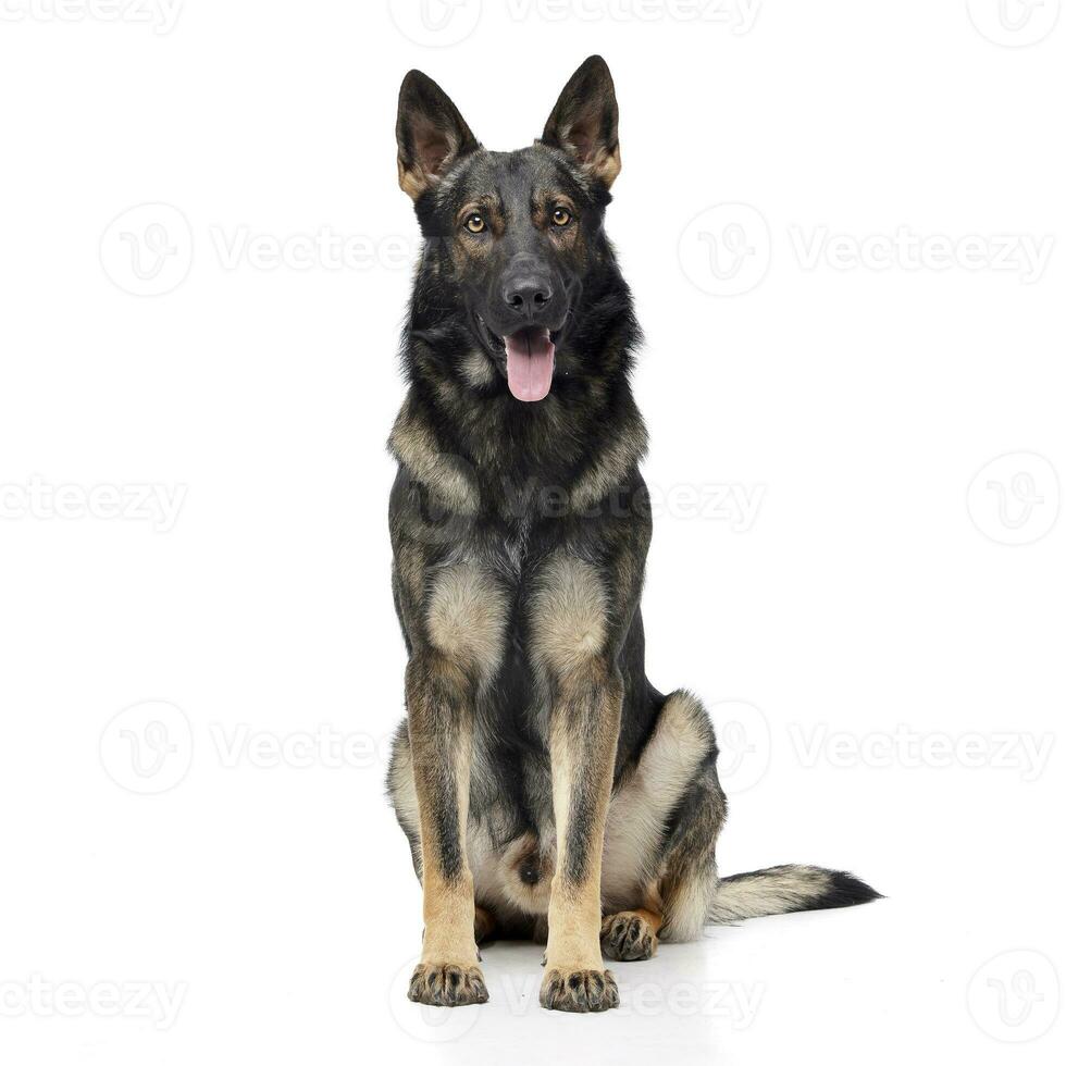 Studio shot of an adorable German shepherd photo