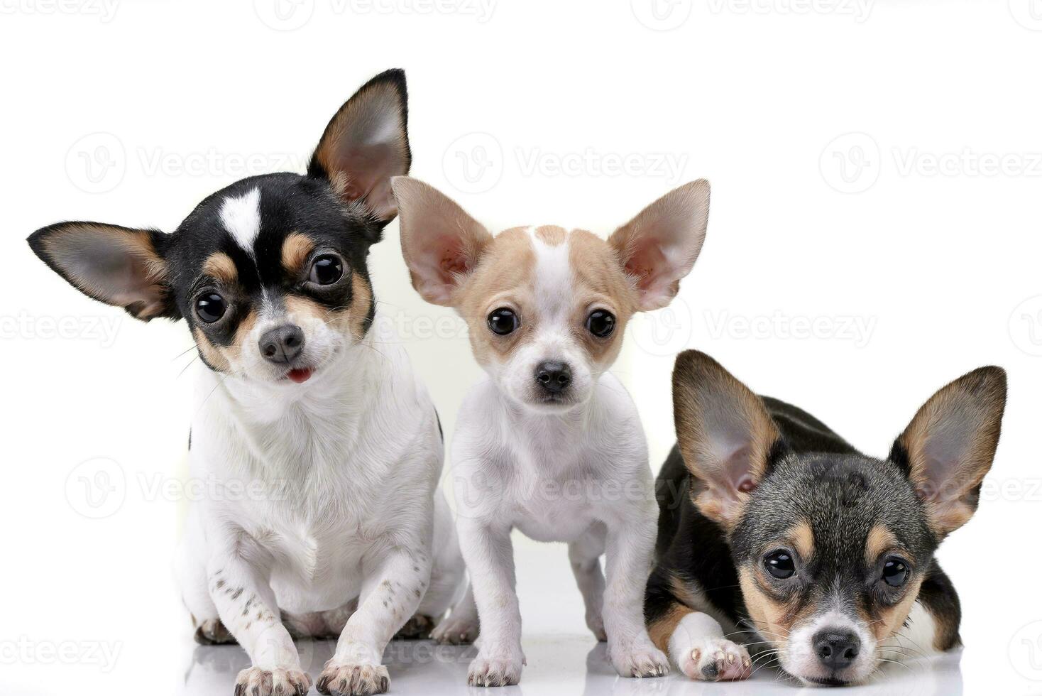 Studio shot of three adorable Chihuahua photo