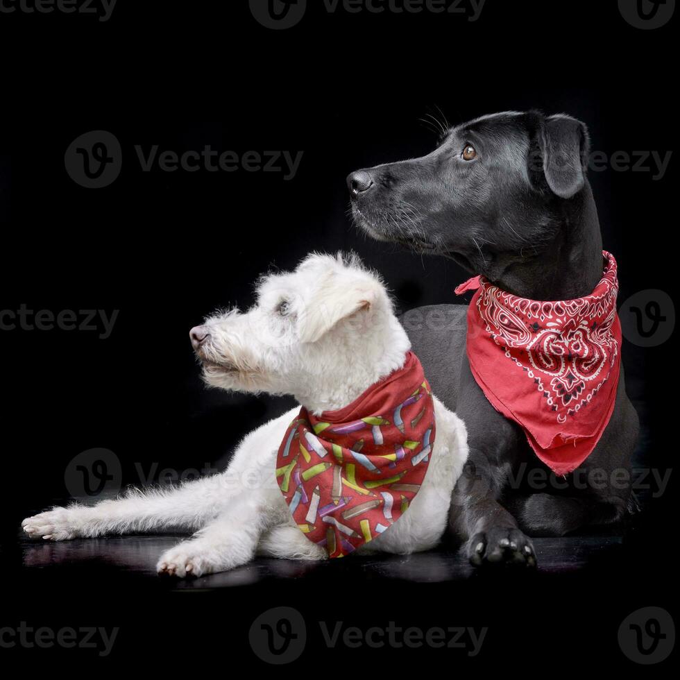 Studio shot of two adorable mixed breed dog photo