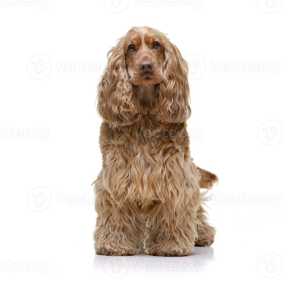 Studio shot of an adorable English Cocker Spaniel photo