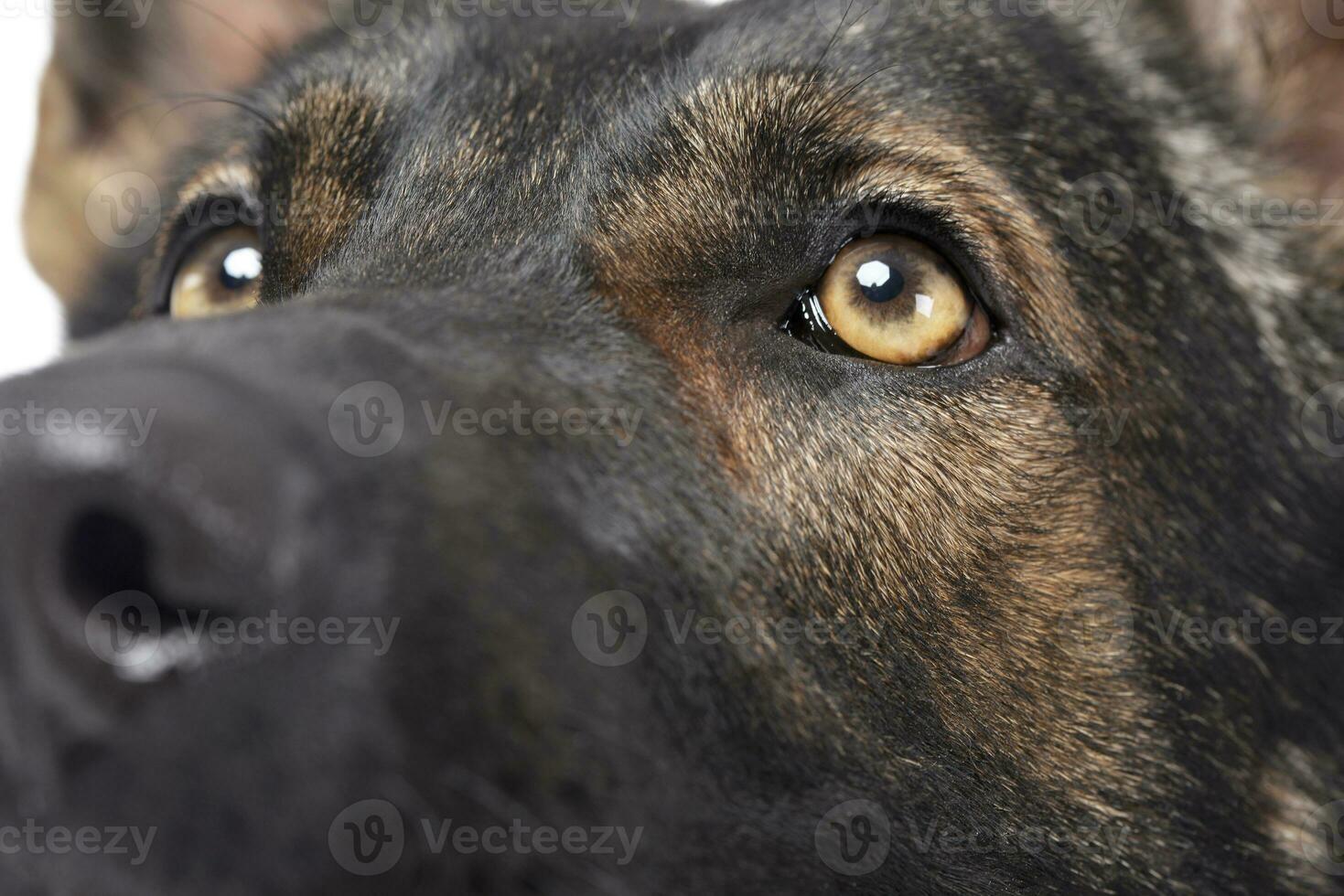 Close portrait of an adorable German Shepherd dog looking up curiously photo