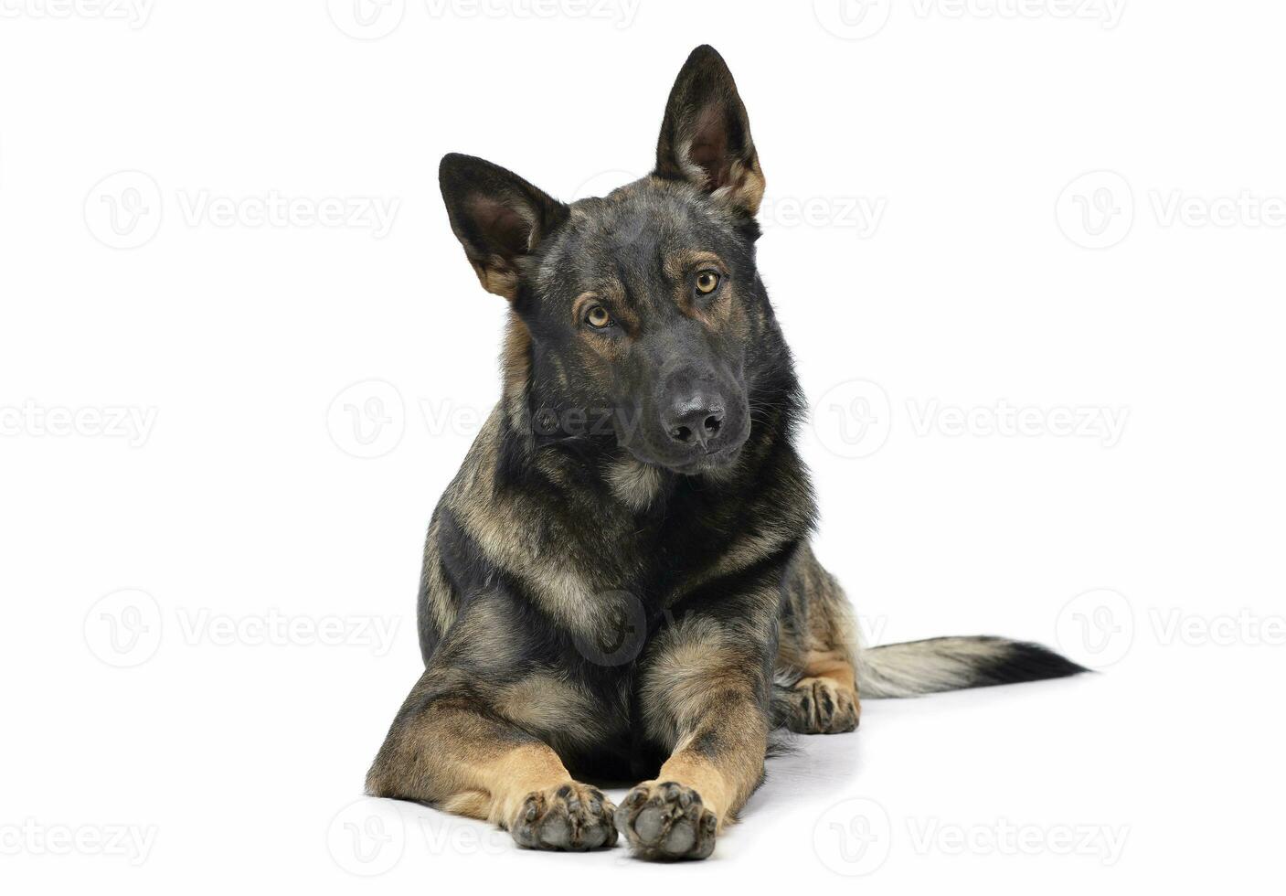 Studio shot of an adorable German Shepherd dog looking curiously at the camera photo