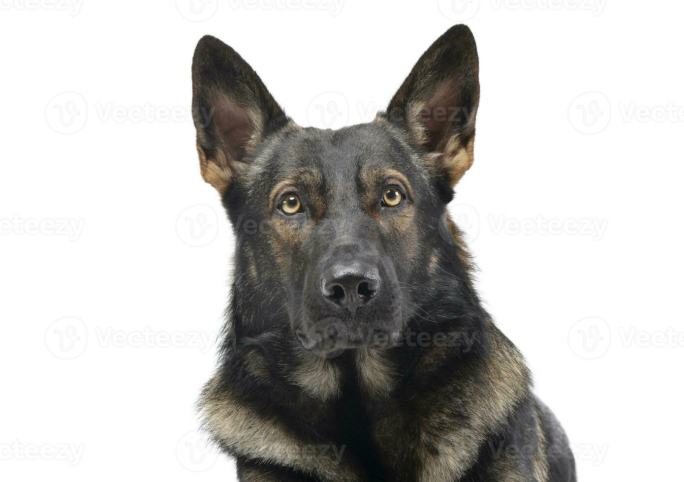 Portrait of an adorable German Shepherd dog looking curiously at the camera photo