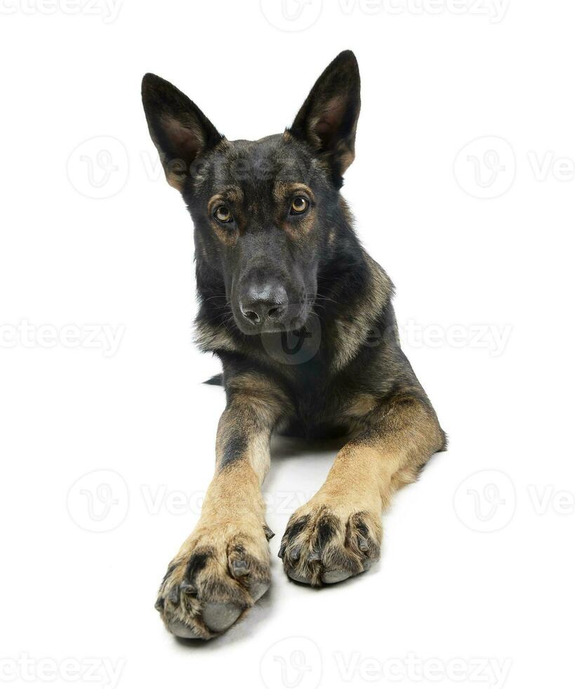 Studio shot of an adorable German Shepherd dog looking curiously at the camera photo