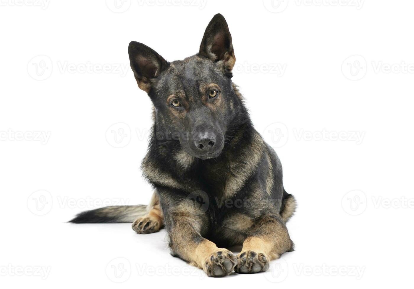 estudio Disparo de un adorable alemán pastor perro mirando curiosamente a el cámara foto