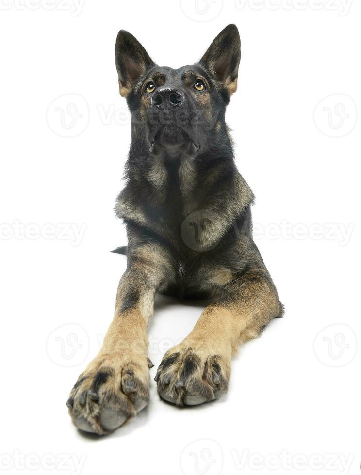 Studio shot of an adorable German Shepherd dog looking up curiously photo