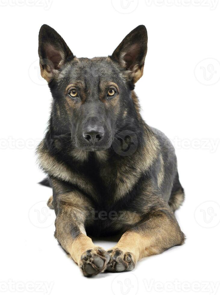 Studio shot of an adorable German Shepherd dog looking curiously at the camera photo