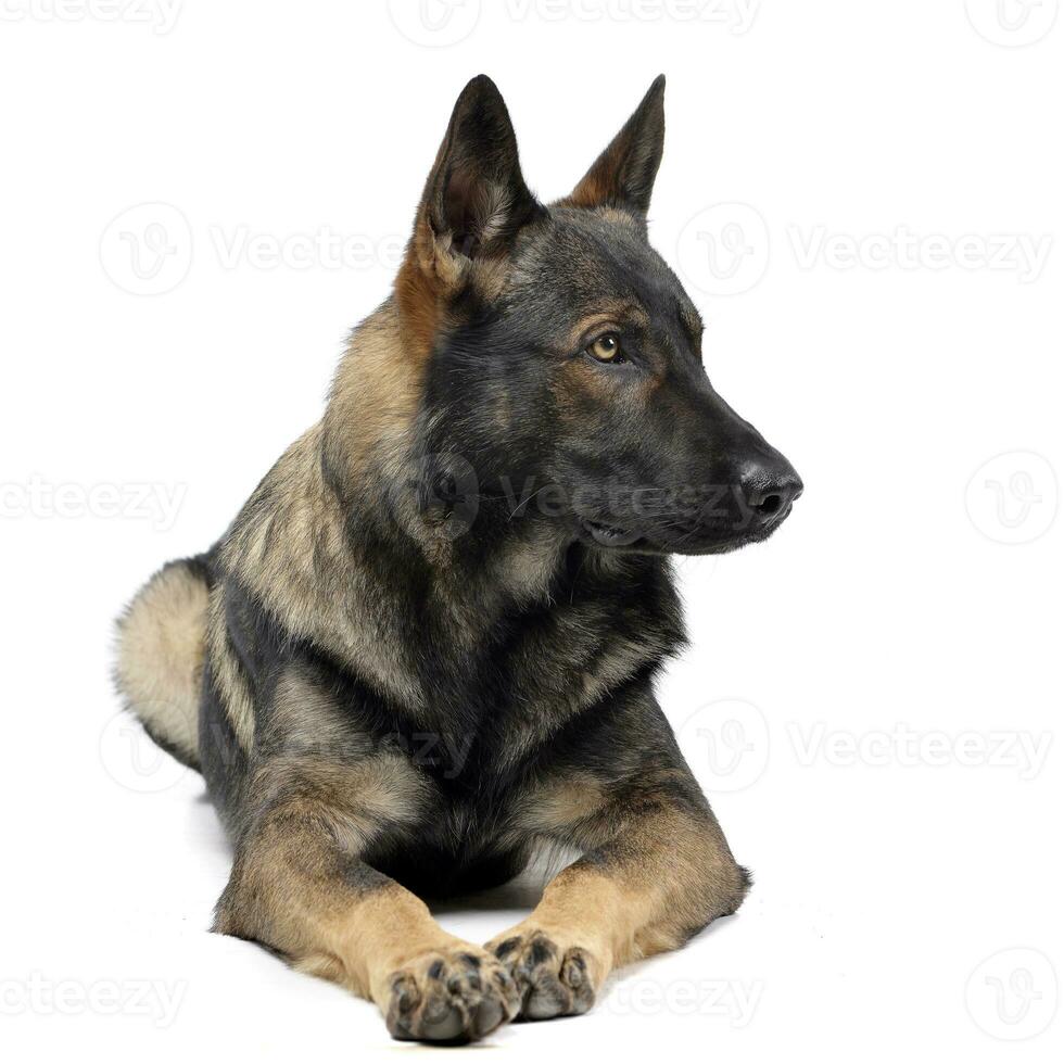 Studio shot of an adorable German shepherd photo