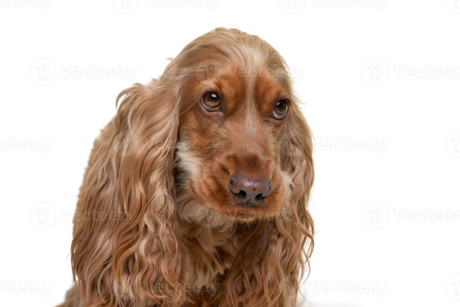 Portrait of an adorable English Cocker Spaniel photo