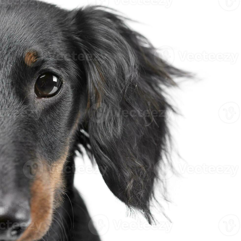 Portrait of an adorable Dachshund photo