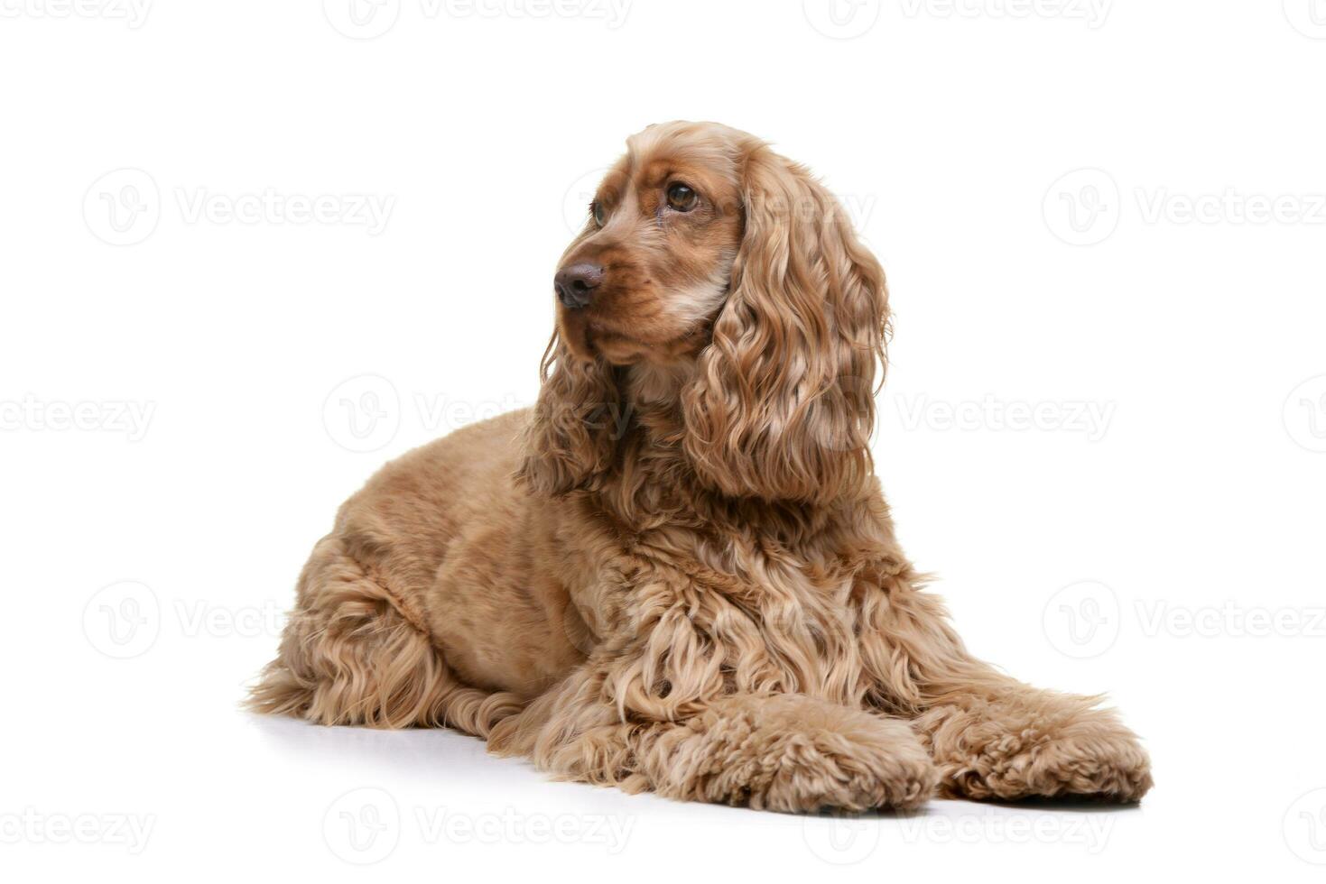 Studio shot of an adorable English Cocker Spaniel photo