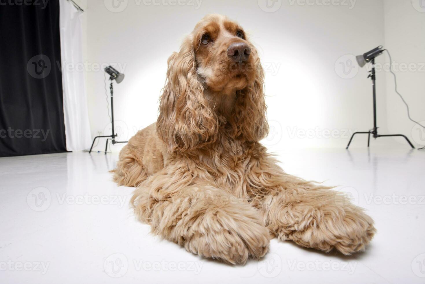 Studio shot of an adorable English Cocker Spaniel photo