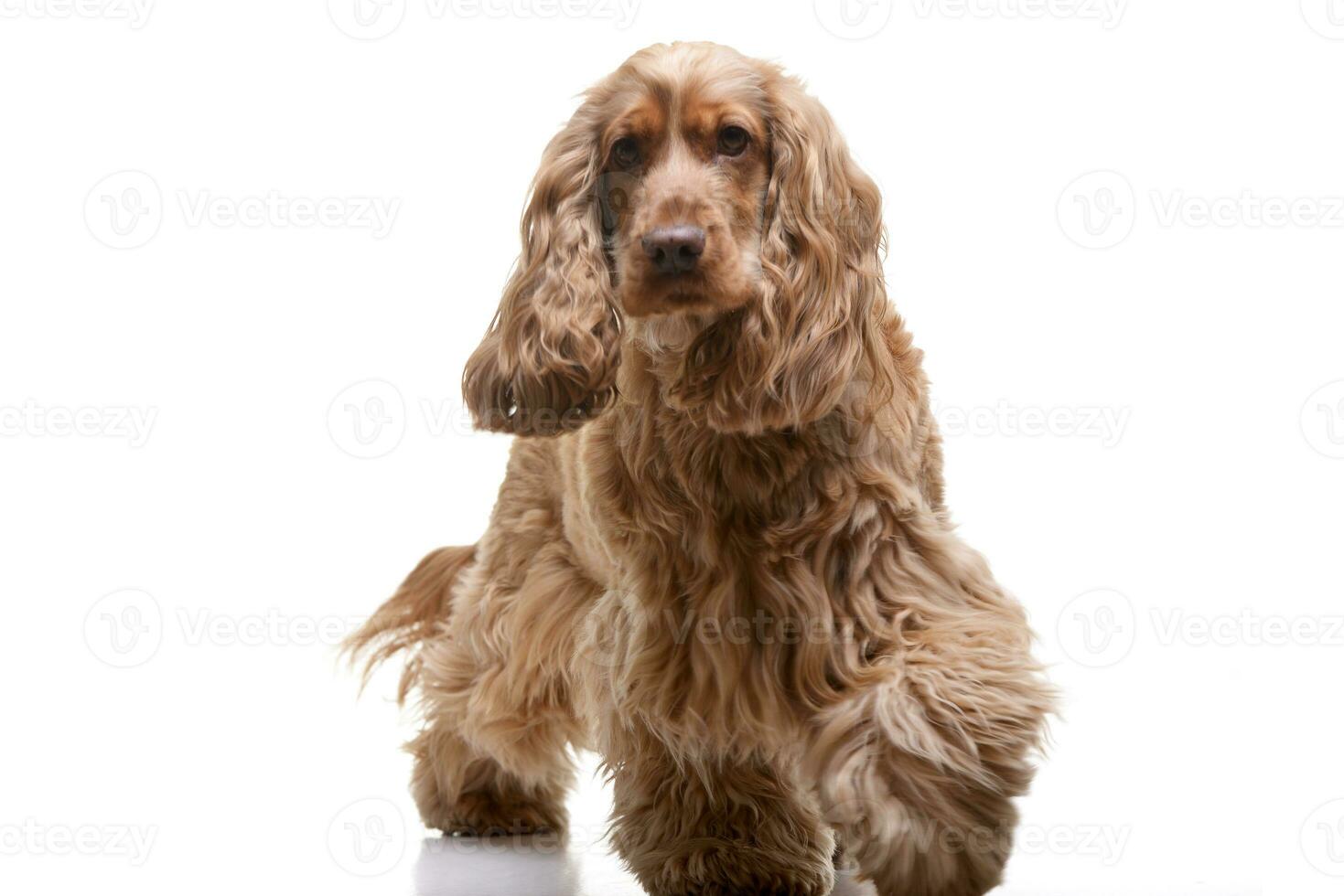 Studio shot of an adorable English Cocker Spaniel photo