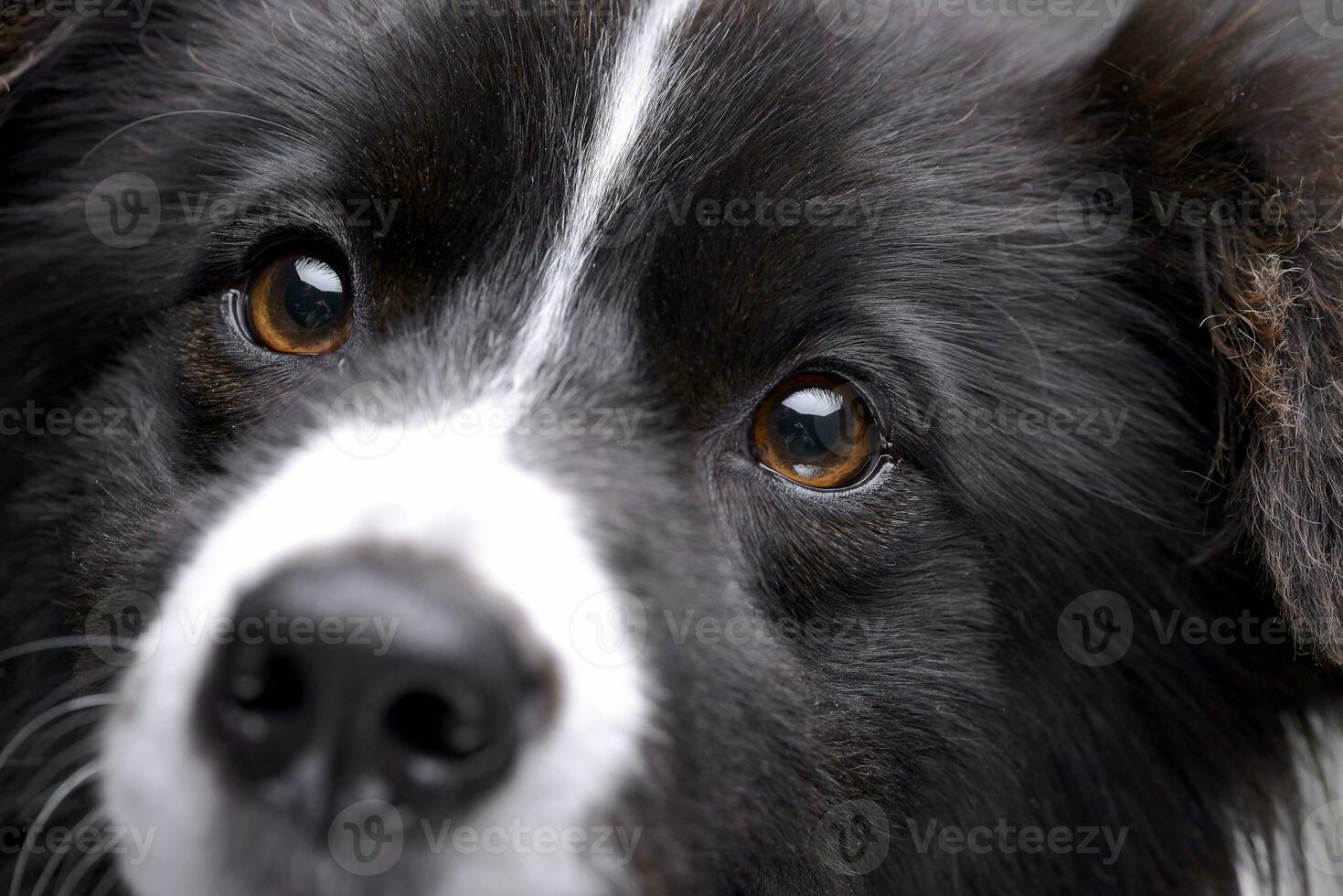 Close portrait of an adorable border collie photo