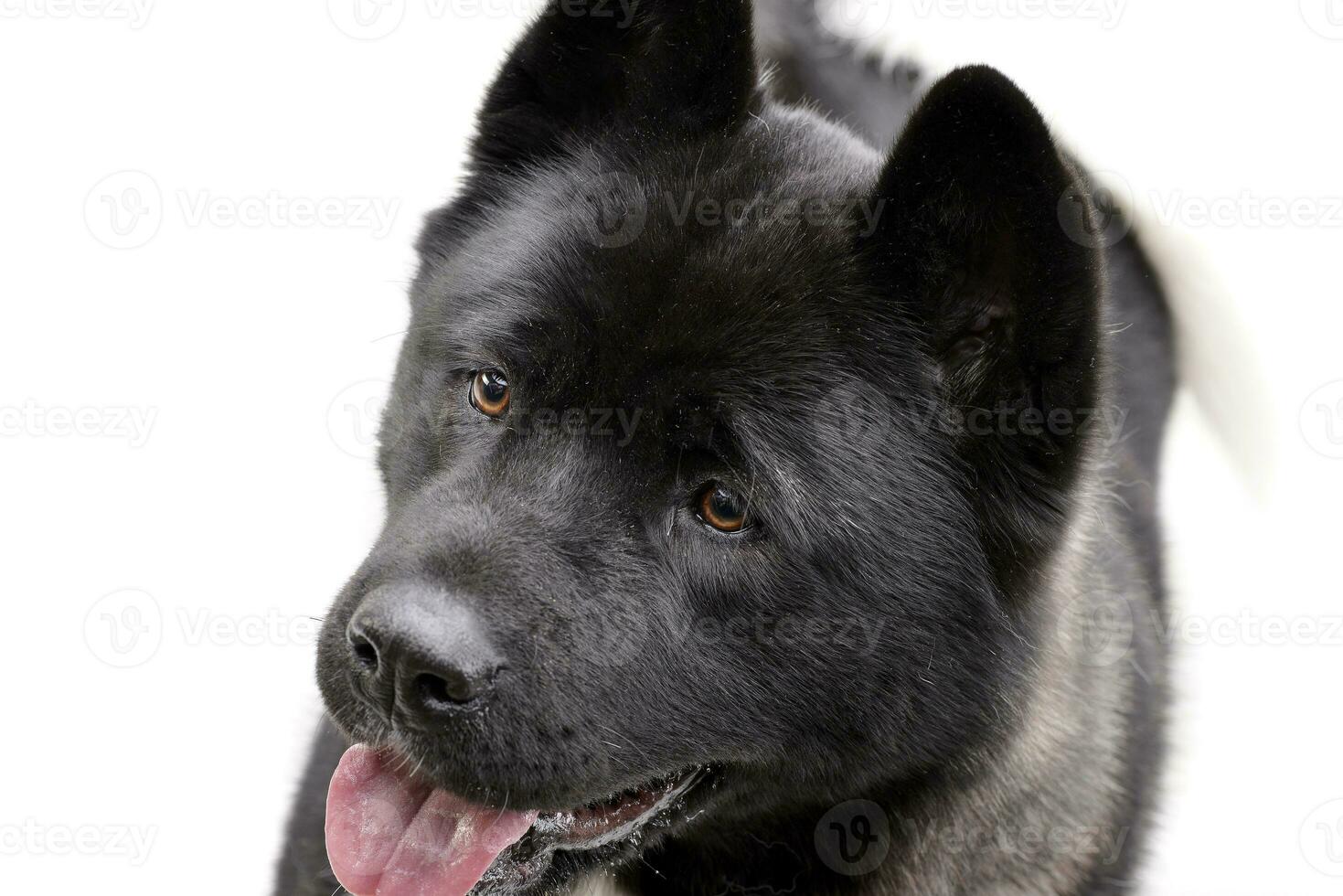 Portrait of an adorable american Akita photo