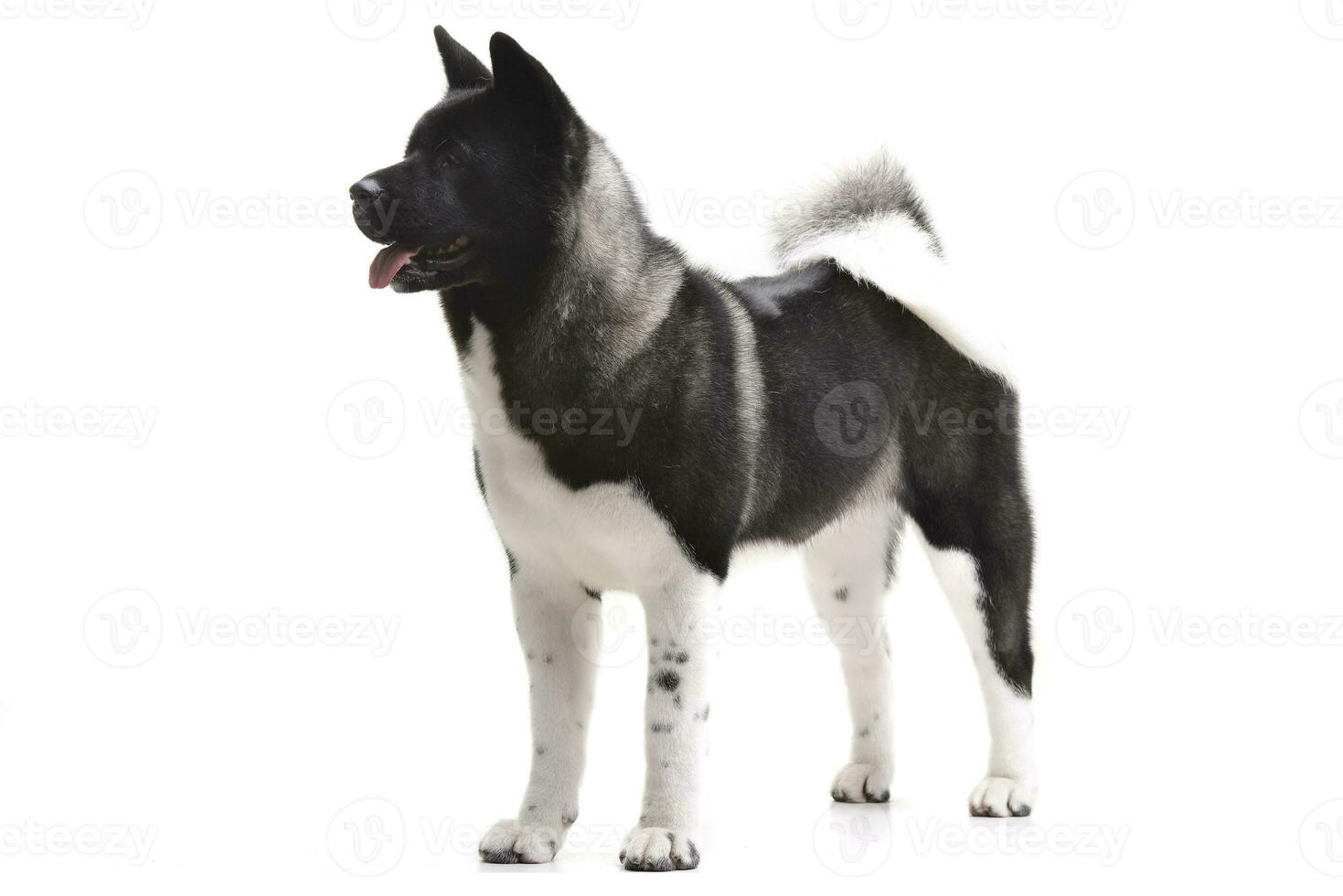 Studio shot of an adorable american Akita photo