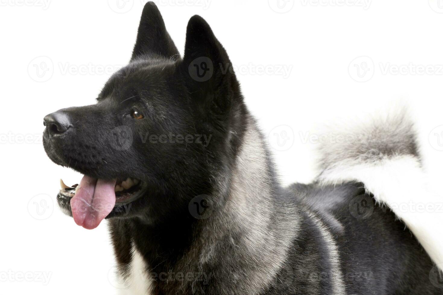 Portrait of an adorable american Akita photo