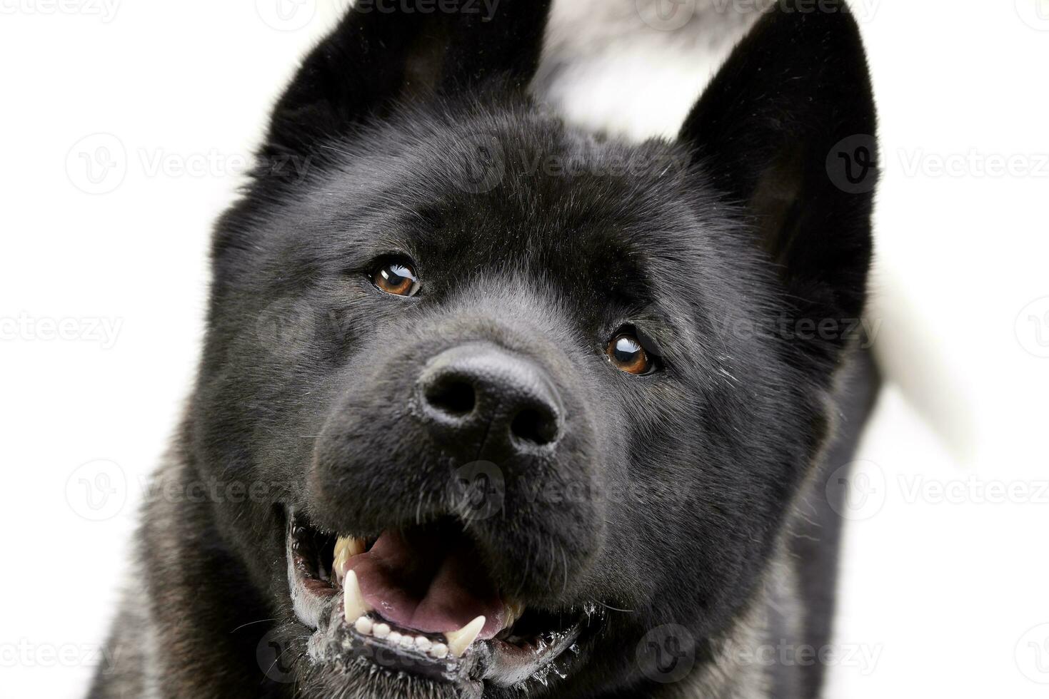 Portrait of an adorable american Akita photo