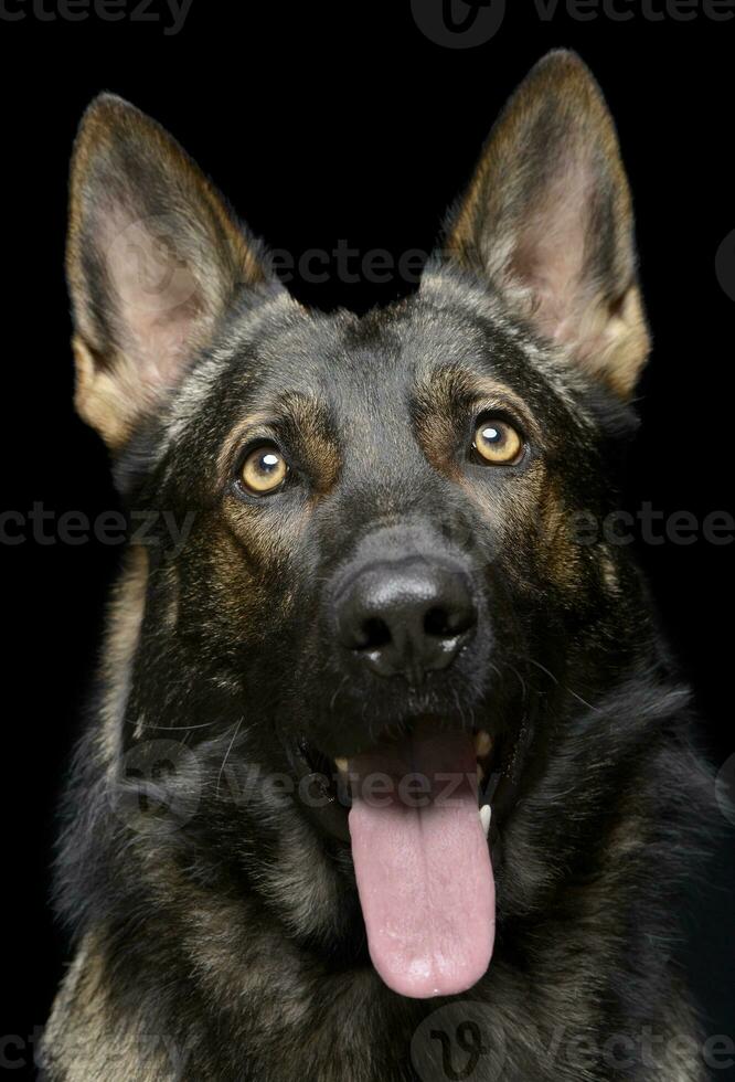 Portrait of an adorable German Shepherd dog looking curiously at the camera photo