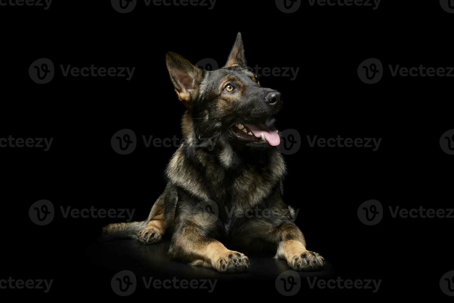 Studio shot of an adorable German Shepherd dog looking up curiously photo