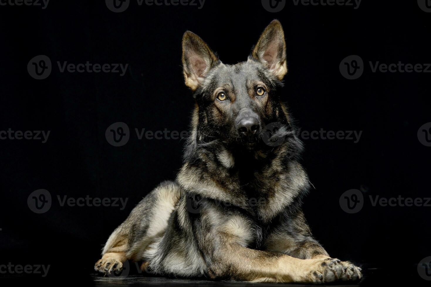 Studio shot of an adorable German shepherd photo