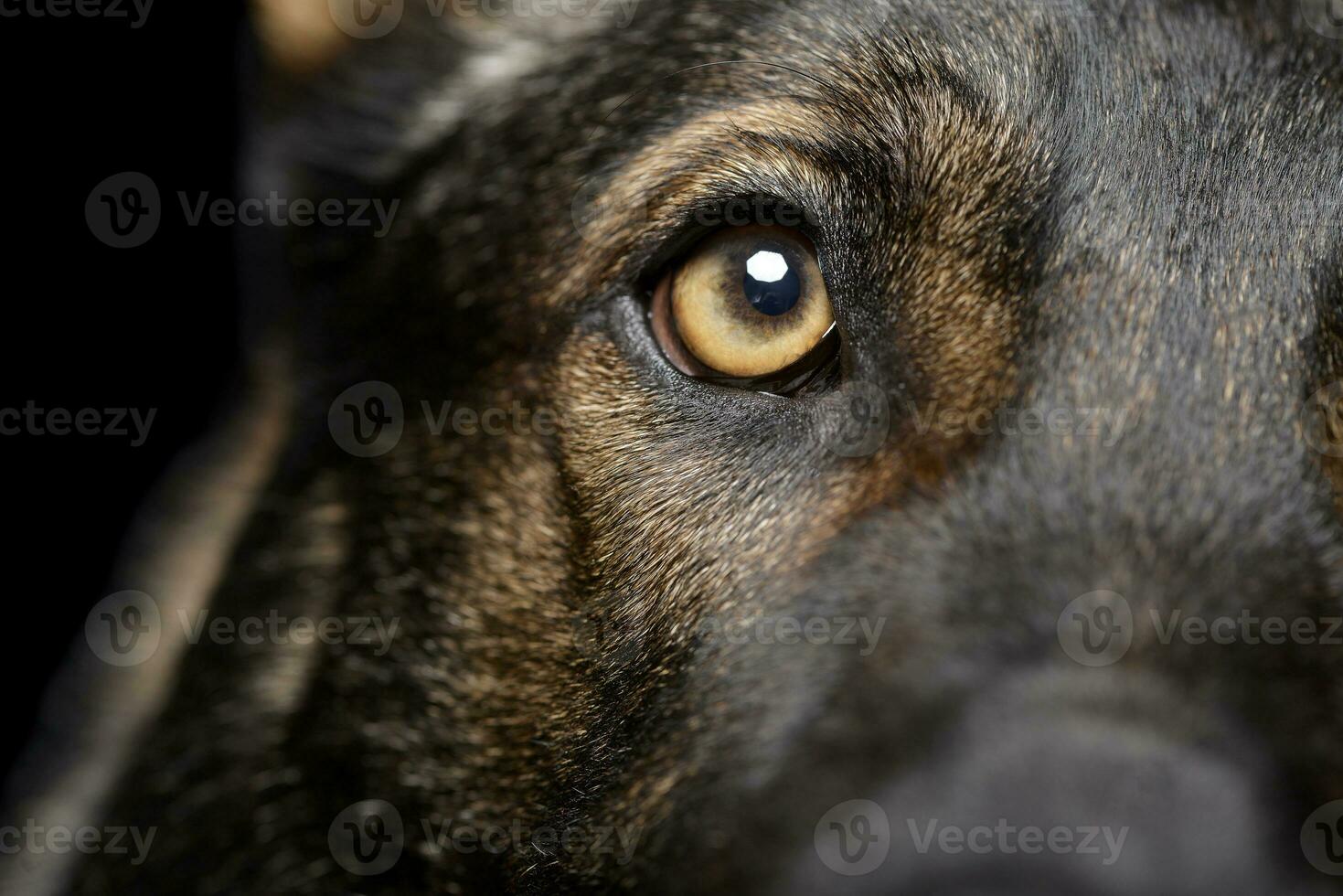 Close shot of an adorable German Shepherd dog's eye photo