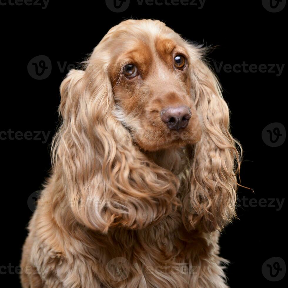 Portrait of an adorable English Cocker Spaniel photo