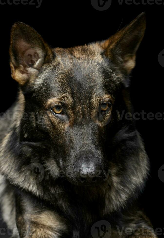 Portrait of an adorable German Shepherd dog looking shy photo