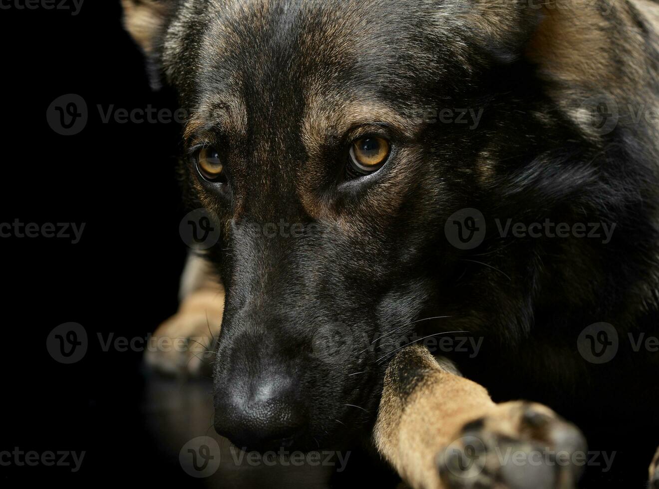 retrato de un adorable alemán pastor perro mirando tímido foto