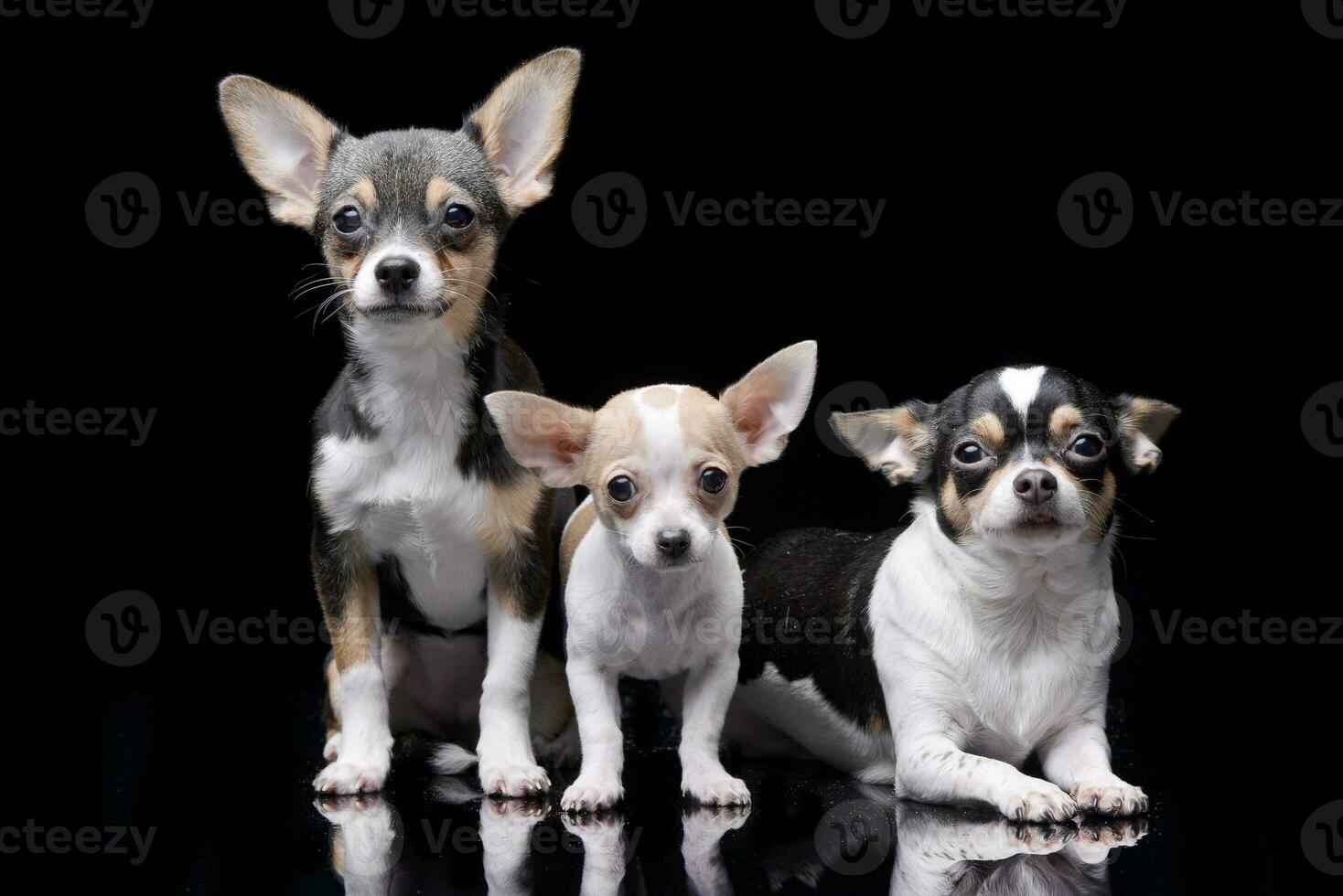 Studio shot of three adorable Chihuahua photo