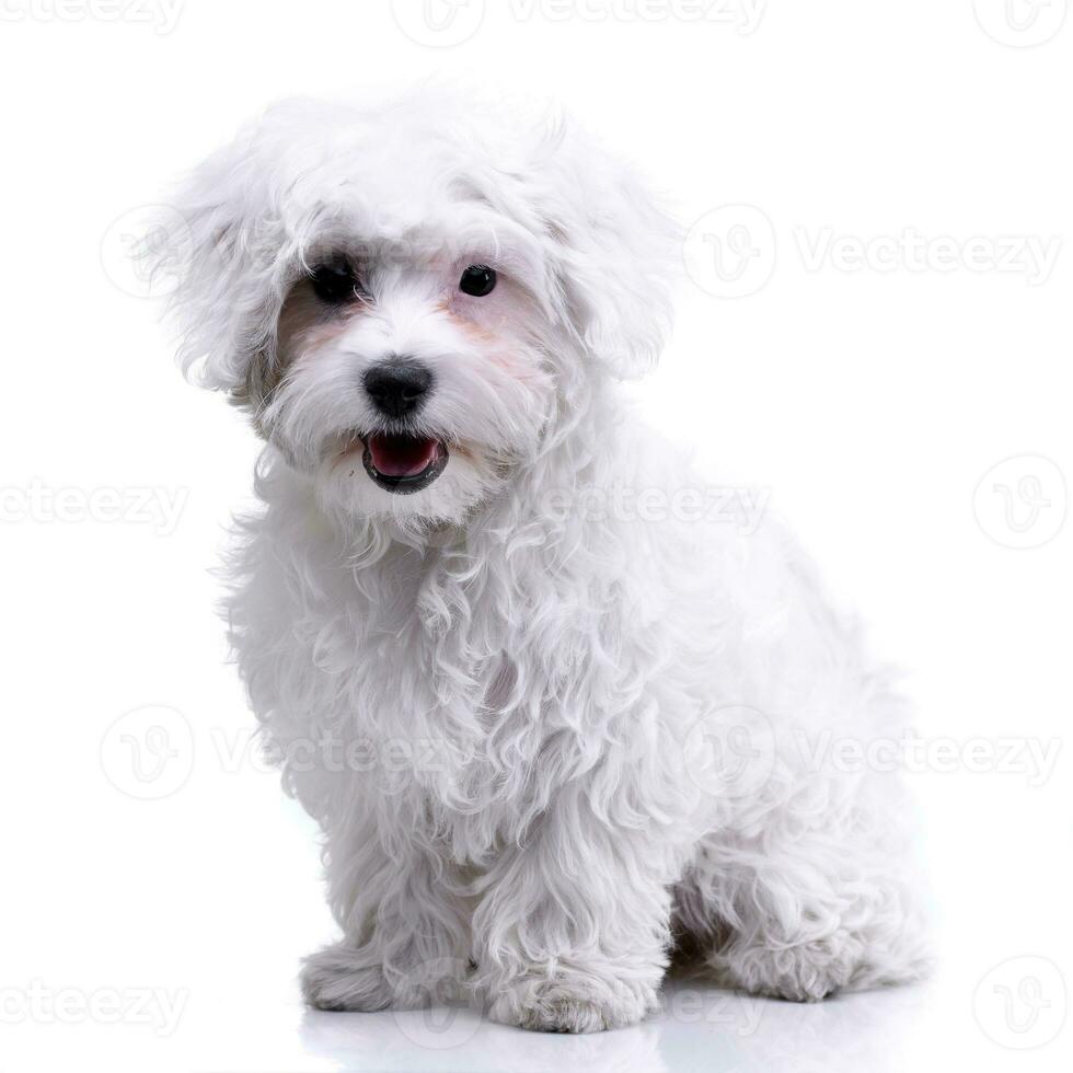 Studio shot of an adorable Havanese photo