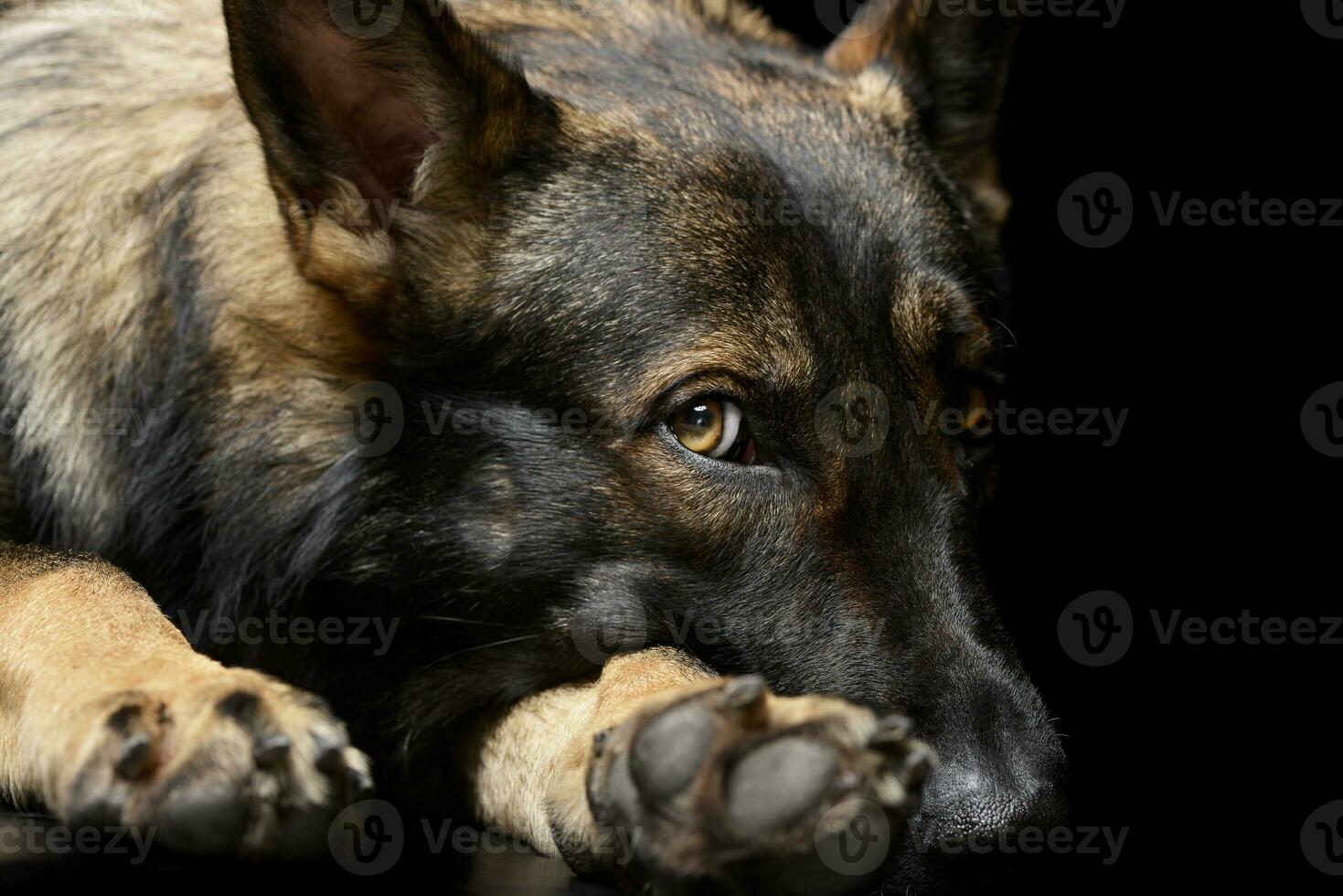 Studio shot of an adorable German Shepherd dog looking shy photo