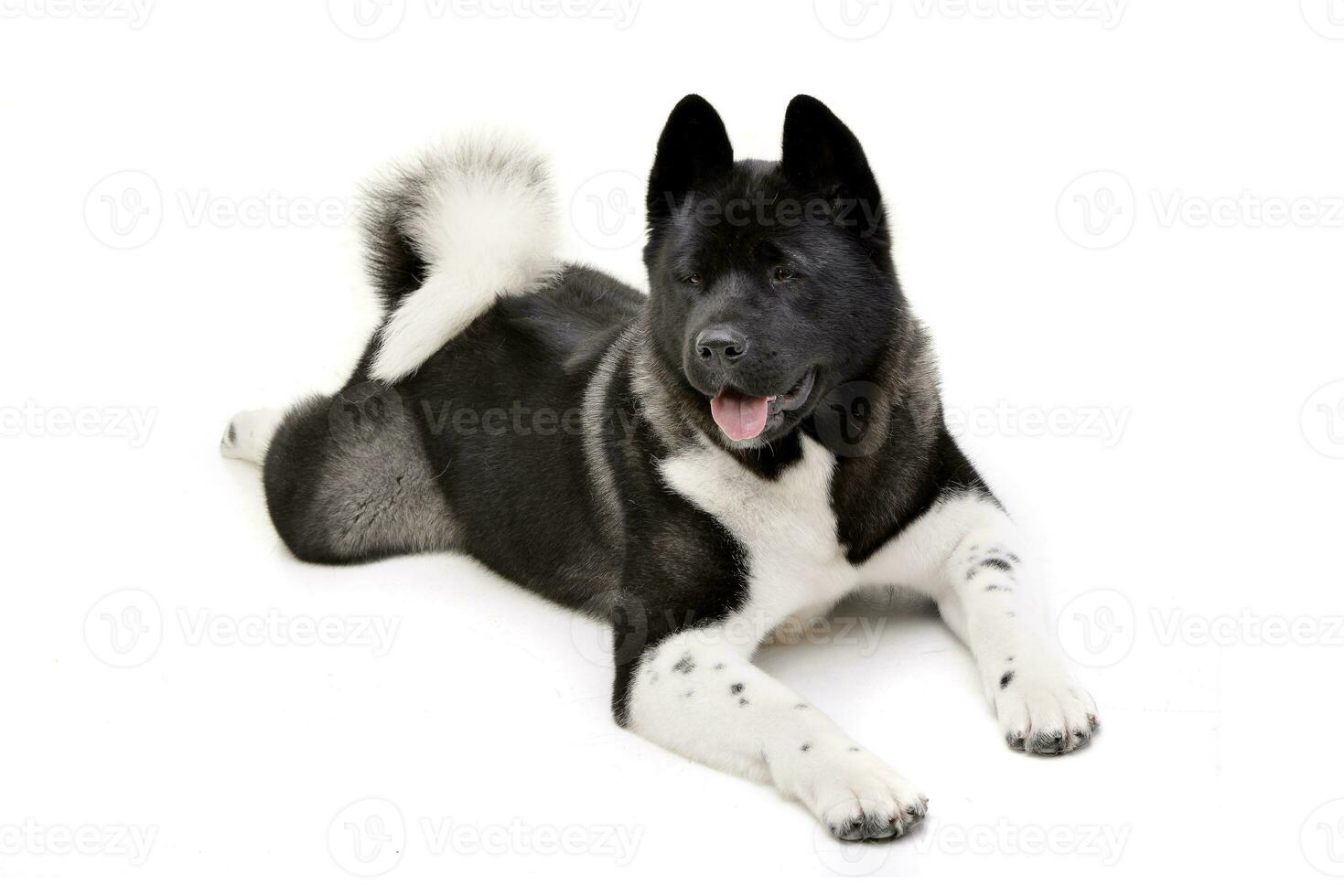 Studio shot of an adorable american Akita photo