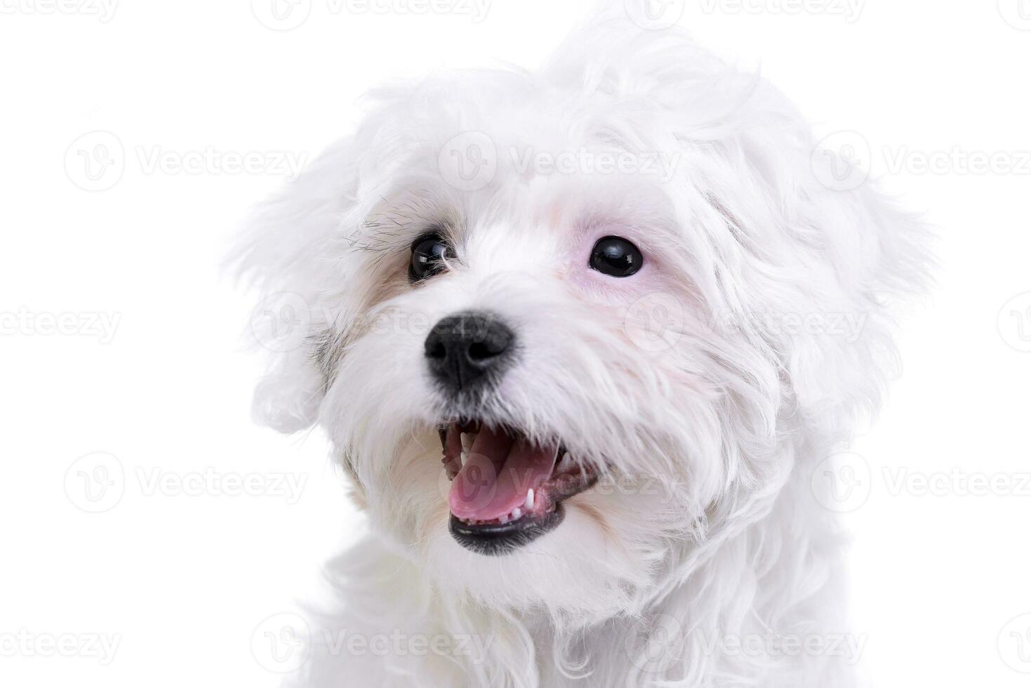 Portrait of an adorable Havanese photo