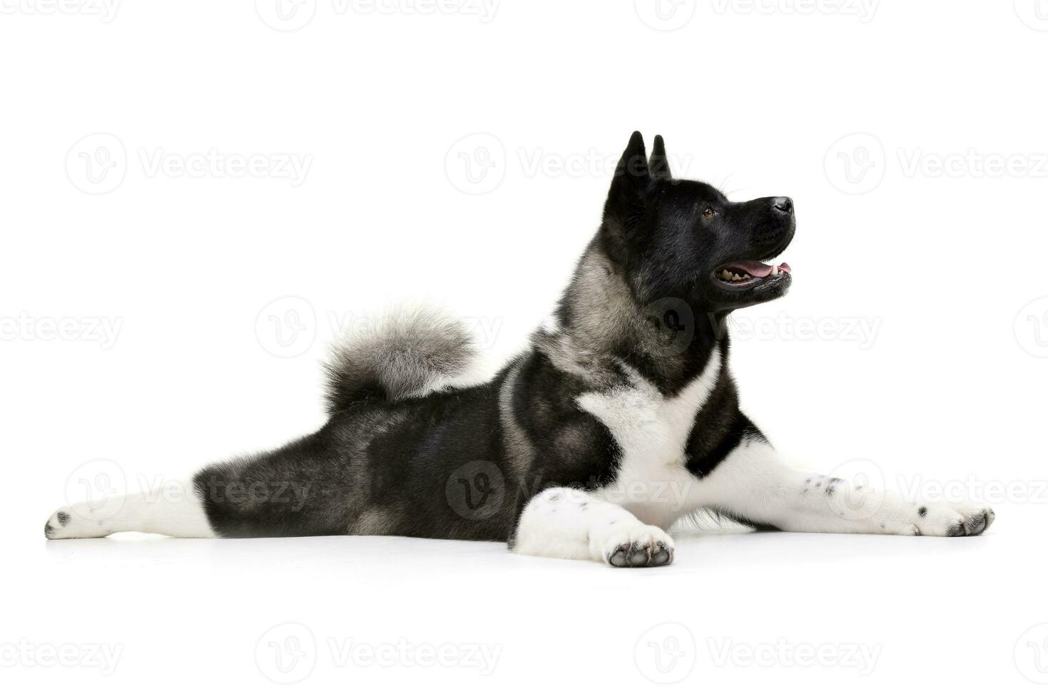 Studio shot of an adorable american Akita photo