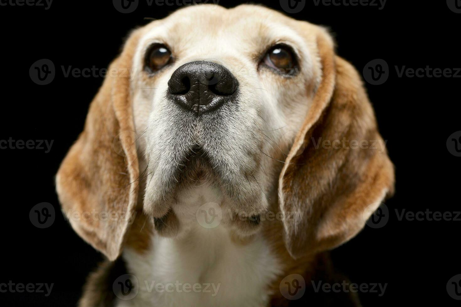 Portrait of an adorable Beagle photo