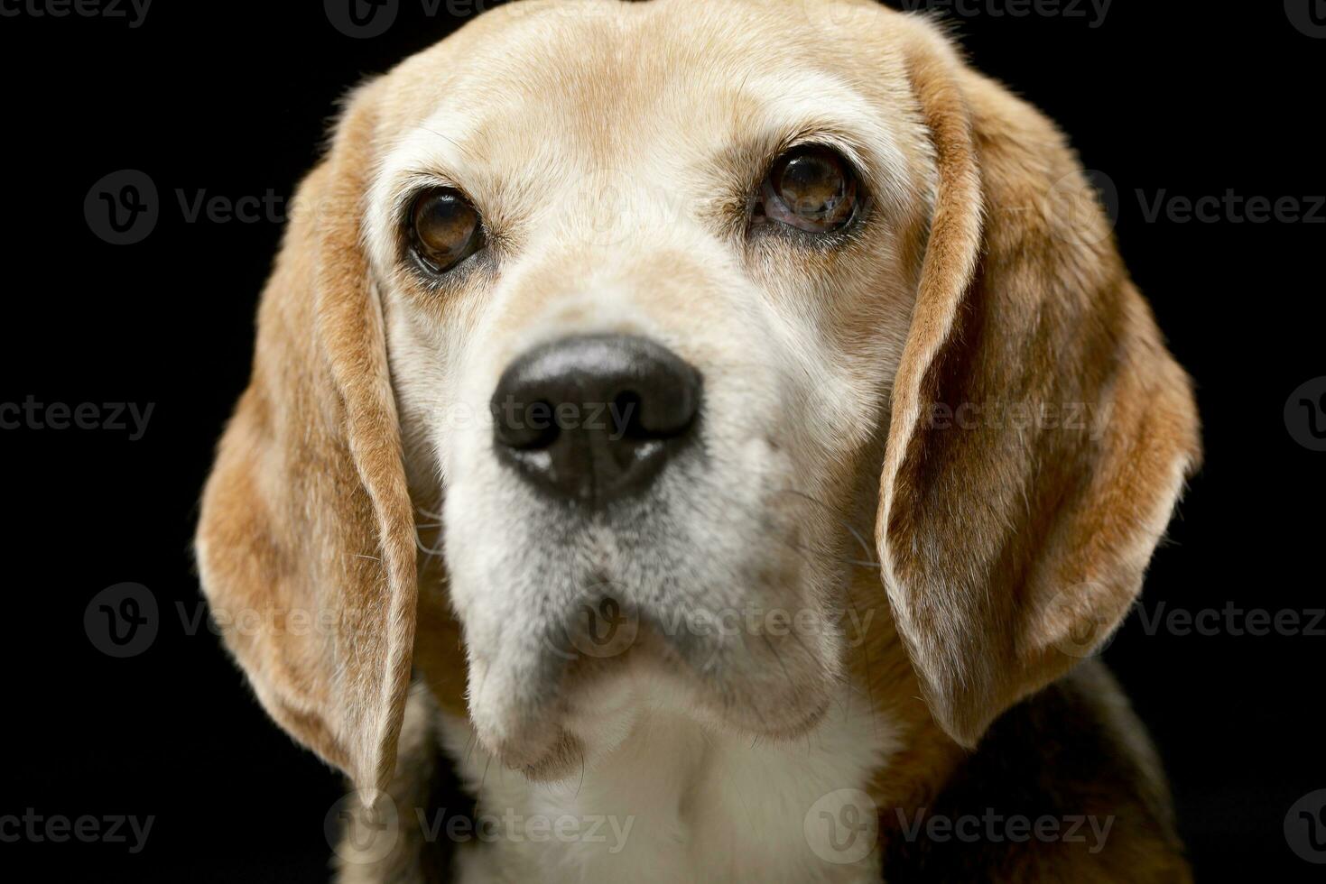 Portrait of an adorable Beagle photo