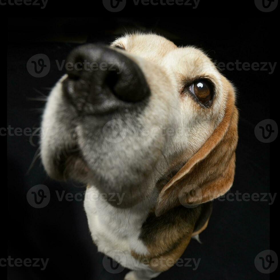 Wide angle portrait of an adorable Beagle photo