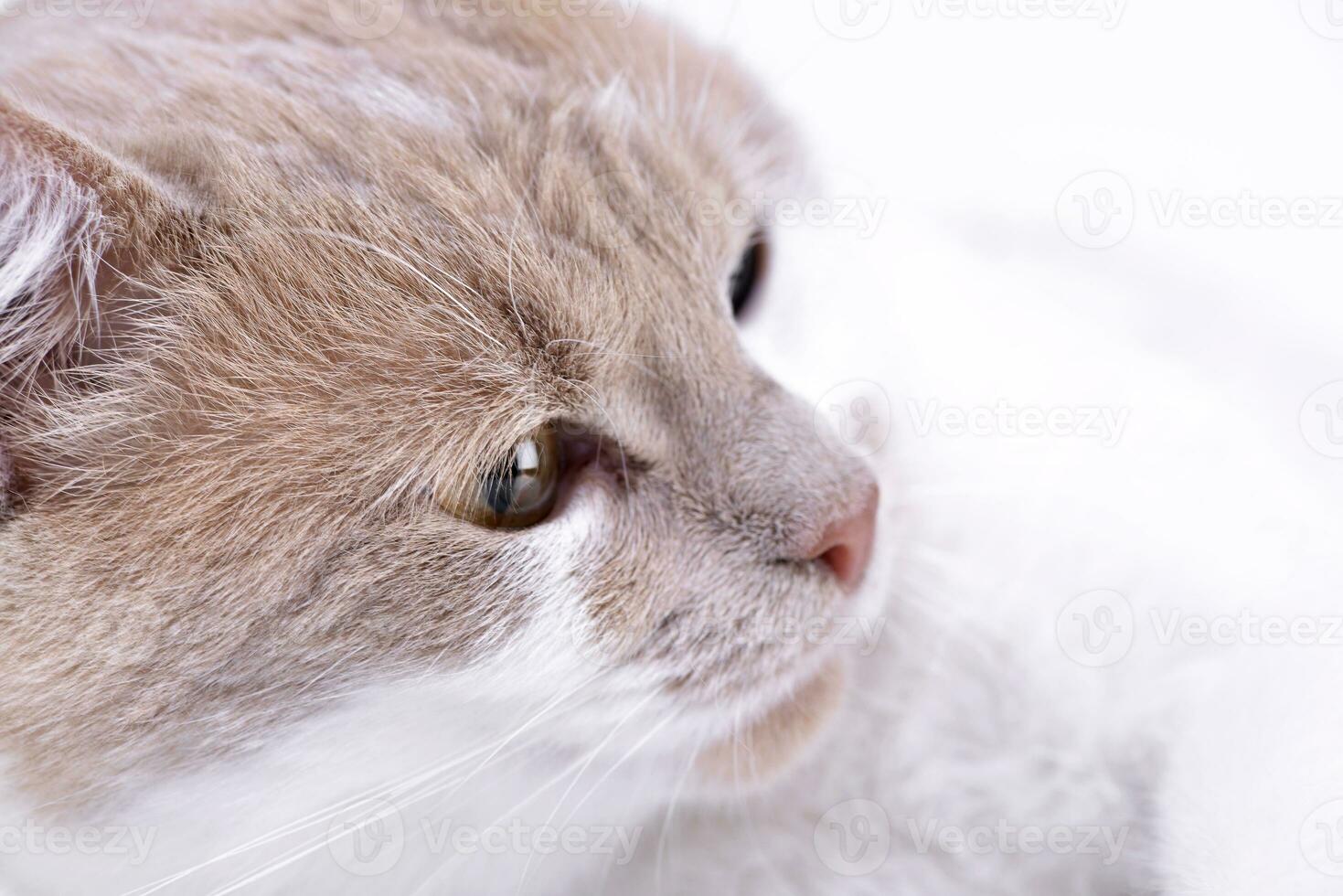 Portrait of an adorable domestic cat photo