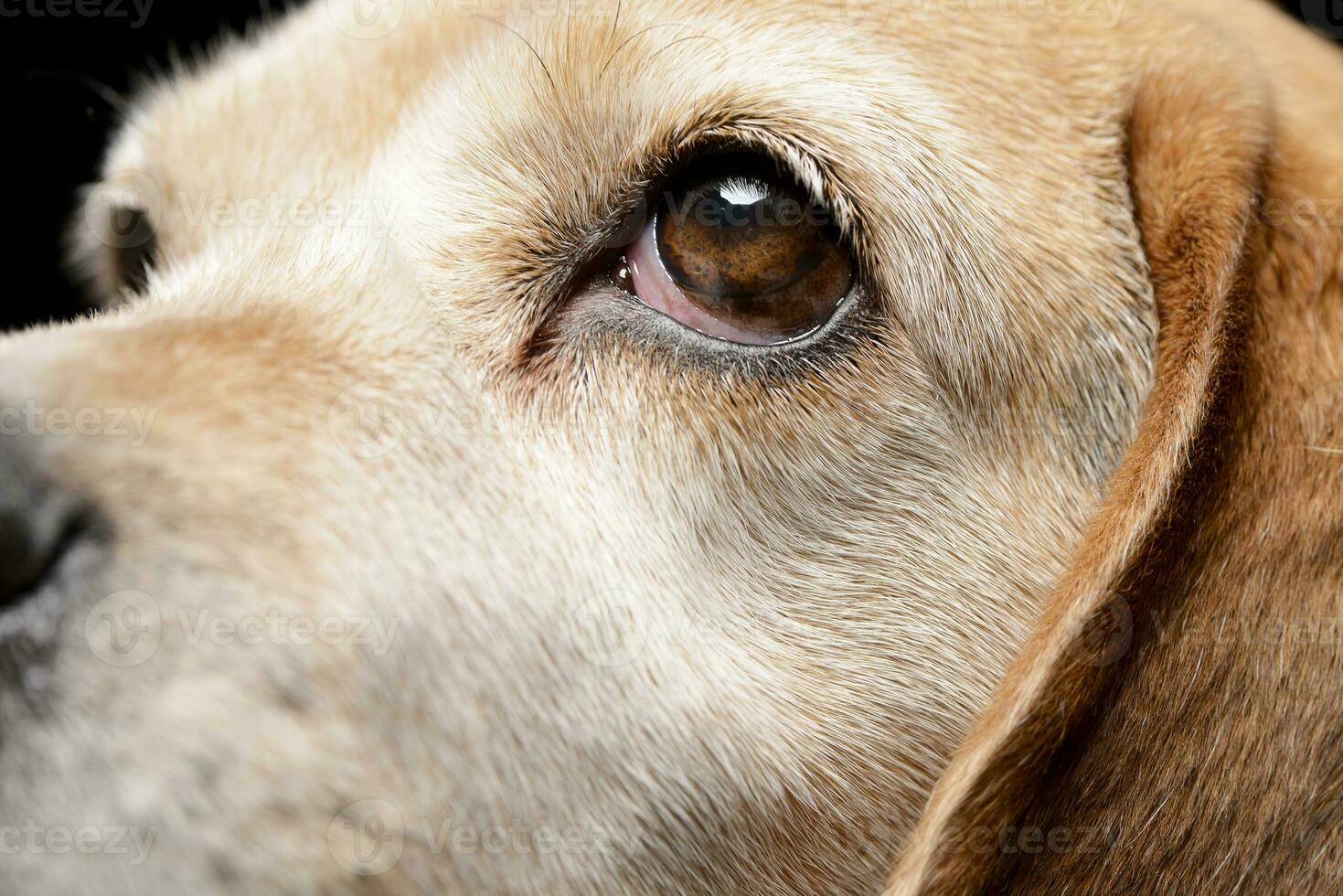 Close portrait of an adorable Beagle photo