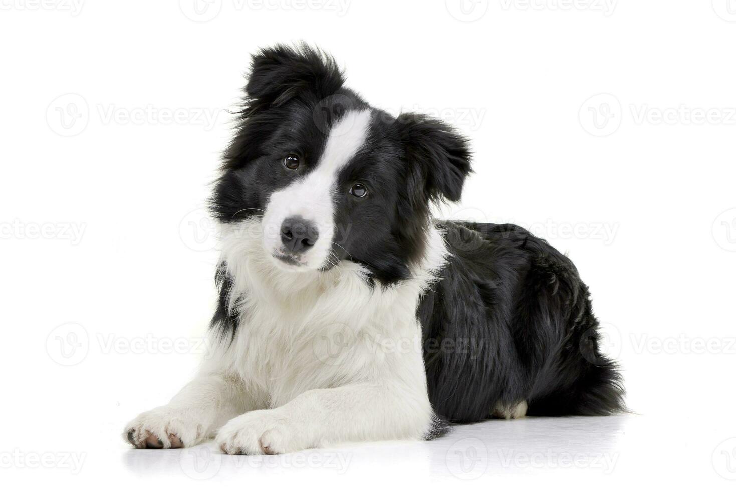 estudio Disparo de un adorable frontera collie foto