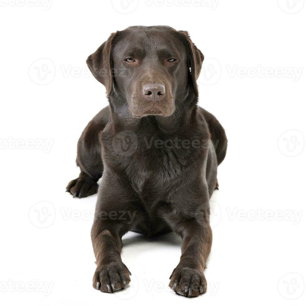 estudio Disparo de un adorable Labrador perdiguero foto