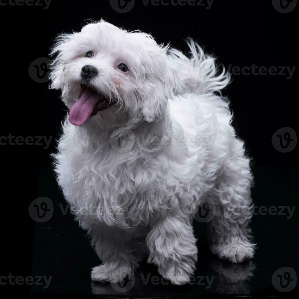 Studio shot of an adorable Havanese photo