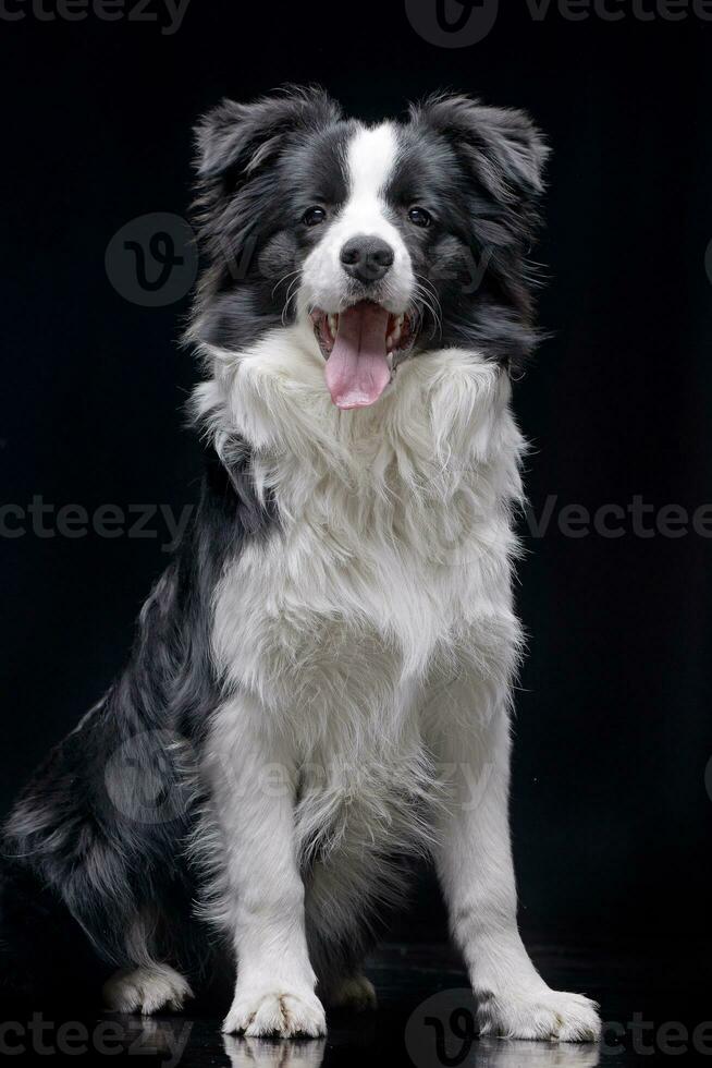 estudio Disparo de un adorable frontera collie foto