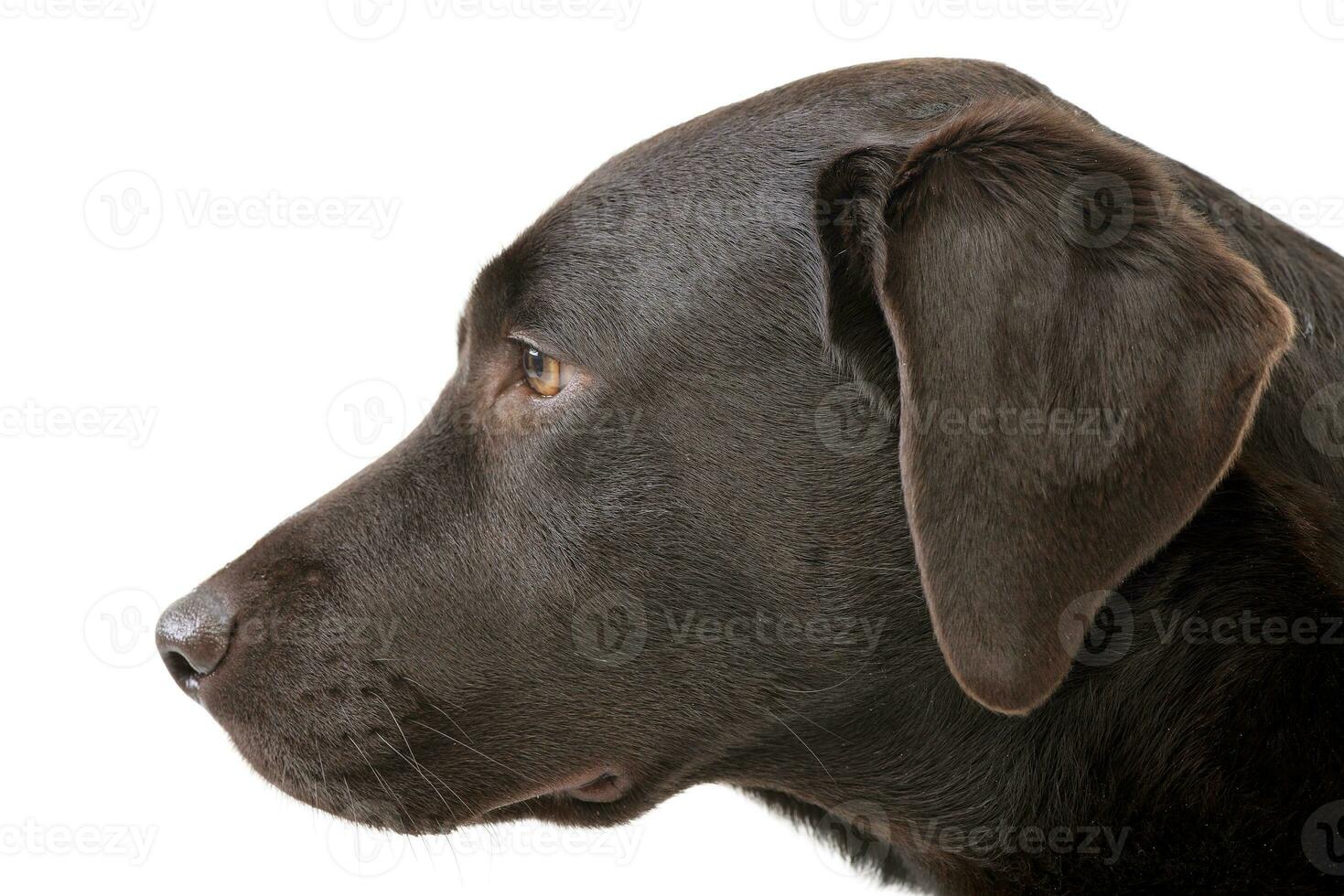 Portrait of an adorable Labrador retriever photo