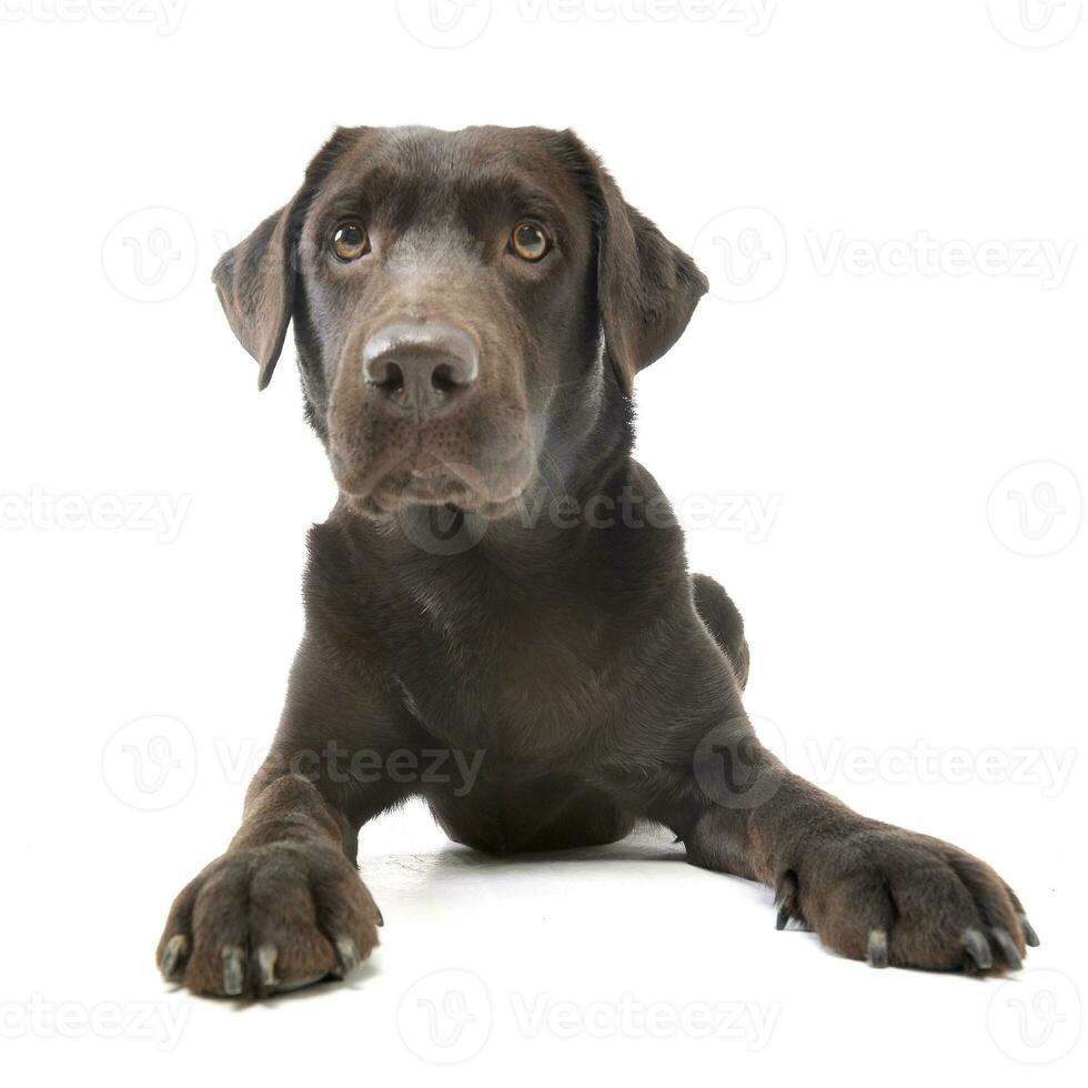 estudio Disparo de un adorable Labrador perdiguero foto