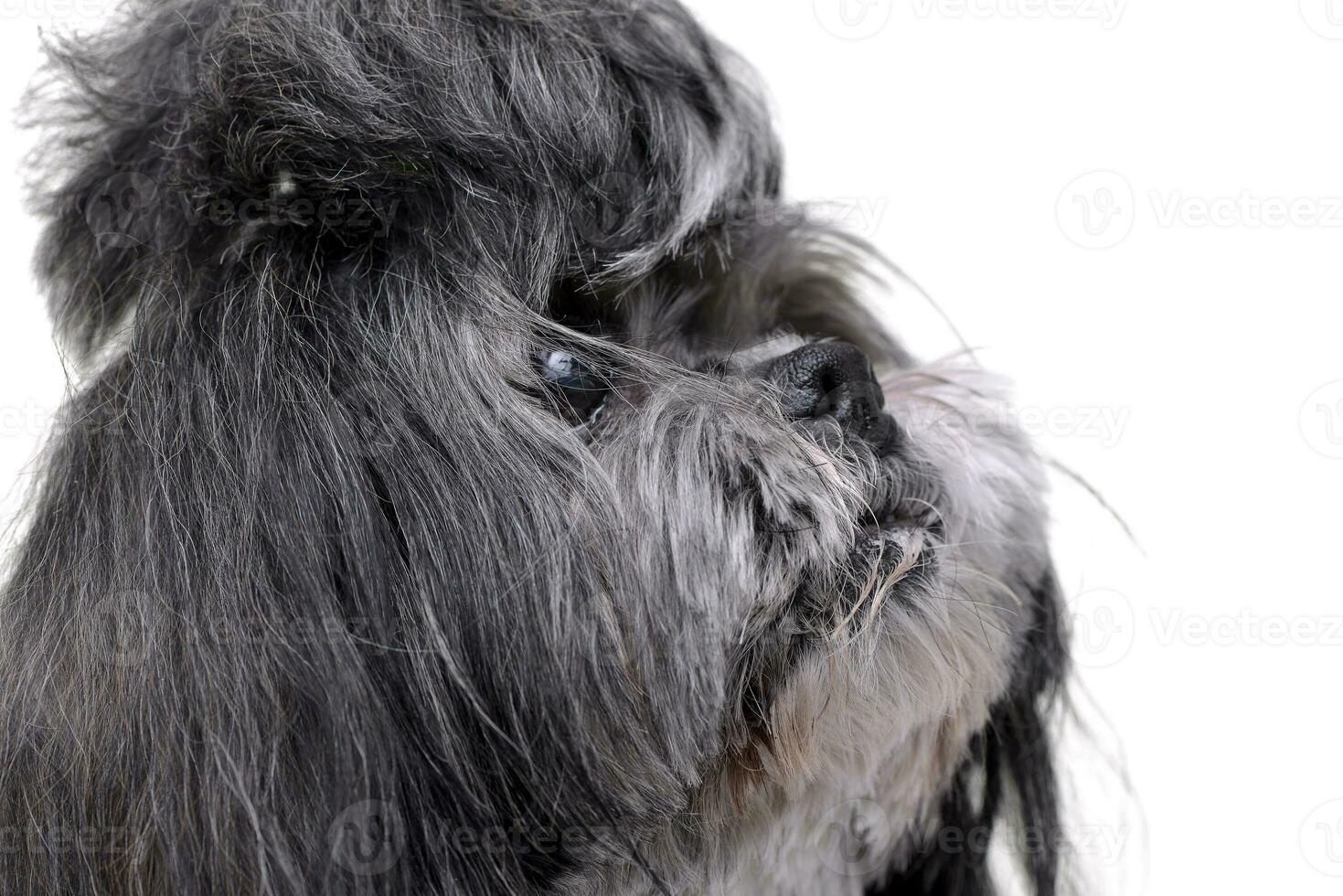 Portrait of an adorable Shih-Tzu dog photo
