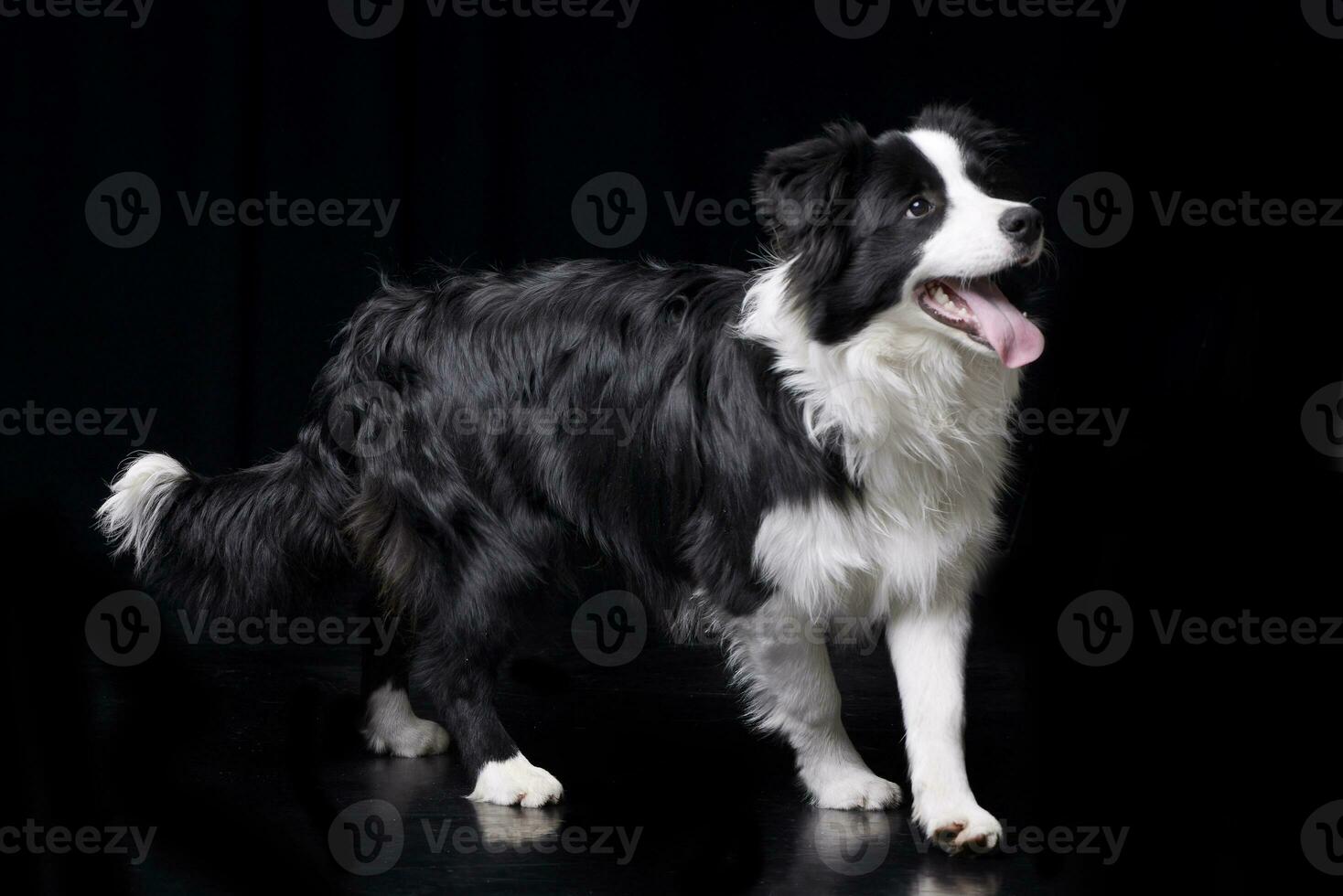 estudio Disparo de un adorable frontera collie foto